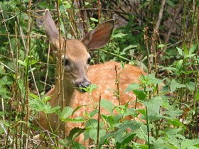 Fawn at Bowman's Hill
