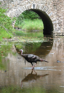 Wild Turkey at Bowman's Hill