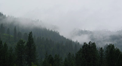 Clearwater River Valley mist in the trees