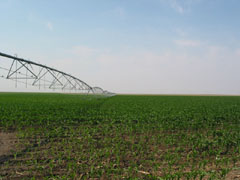 Corn field in west Kansas