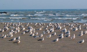 seagulls at Port Stanley