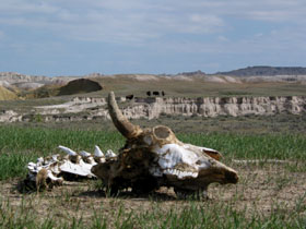 bison skeleton